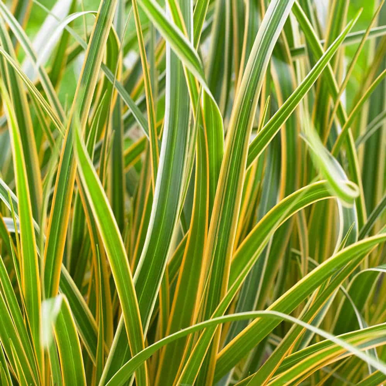 Evercolor® Everglow Carex 5 Evercolor® Everglow Carex - Image 3