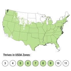 Evercolor® Everglow Carex 11 Evercolor® Everglow Carex -Garden Plant Store CAREX Everglow growing zones 83004.1640681447