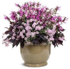 Cake Pops Pink Tuberous Verbena -Garden Plant Store Cake Pops Pink Tuberous Verbena combination 36267.1640318117