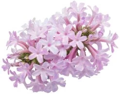 Cake Pops Pink Tuberous Verbena -Garden Plant Store Cake Pops Pink Tuberous Verbena flower close up 10021.1640318123