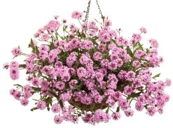 Cake Pops Pink Tuberous Verbena -Garden Plant Store Cake Pops Pink Tuberous Verbena in hanging basket 19535.1640318153