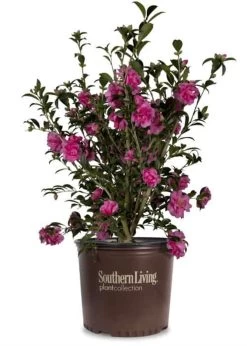 Garden Plant Store -Garden Plant Store Camellia Sasanqua 30720.1640077343