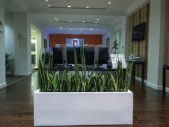 Camoux Narrow Rectangular Planters -Garden Plant Store Camoux Narrow Rectangular Planter by receptionist desk 68719.1638997466