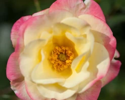 Campfire Rose -Garden Plant Store Campfire Rose Close Up 16837.1685127540