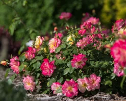 Campfire Rose -Garden Plant Store Campfire Rose Flowering 93140.1685127540