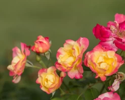 Campfire Rose -Garden Plant Store Campfire Rose Flowers and Leaves 56977.1685127540