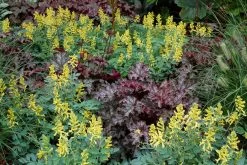 Canary Feathers Corydalis -Garden Plant Store Canary Feathers Corydalis Flowers and foliage 12073.1611936885
