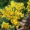 Canary Feathers Corydalis 2 Canary Feathers Corydalis -Garden Plant Store Canary Feathers Corydalis flowers 05267.1611936880