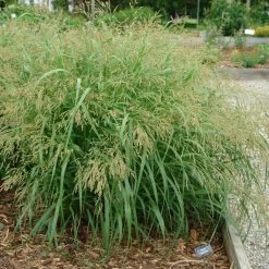 Cape Breeze Switch Grass