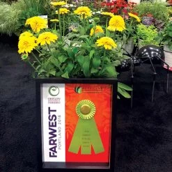 Cara Mia™ Yellow Coneflower -Garden Plant Store Cara Mia Yellow Coneflower Farwest Award 2018 16772.1652149177
