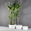 Casablanca Bowl Planters