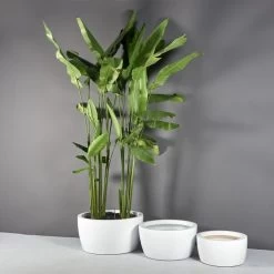 Casablanca Bowl Planters