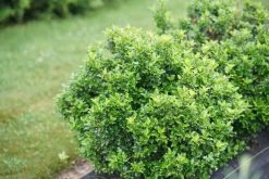 Castle Keep Blue Holly 9 Castle Keep Blue Holly -Garden Plant Store Castle Keep Holly Bush with Foliage 15047.1549755035