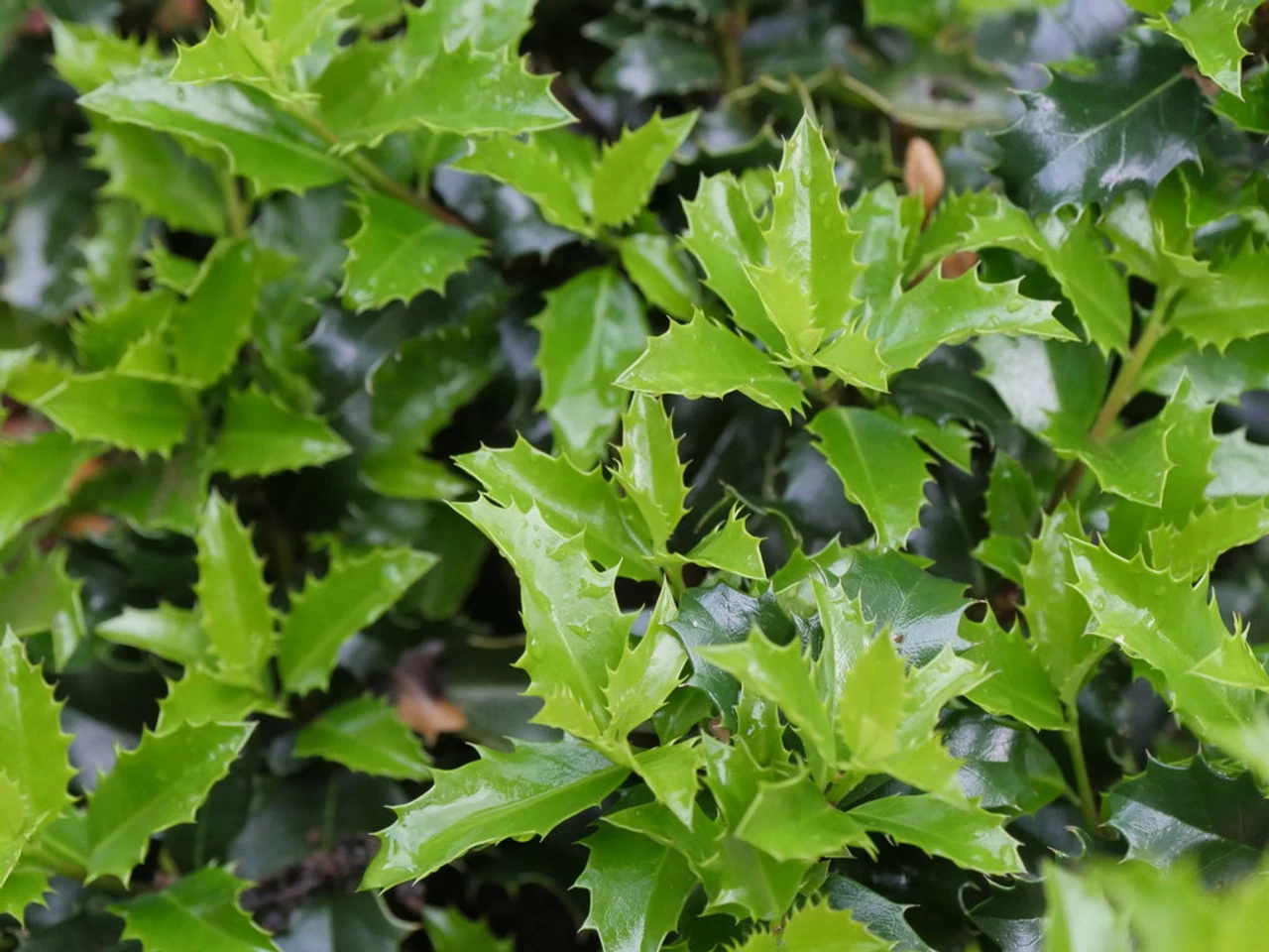 Castle Keep Blue Holly 4 Castle Keep Blue Holly - Image 2