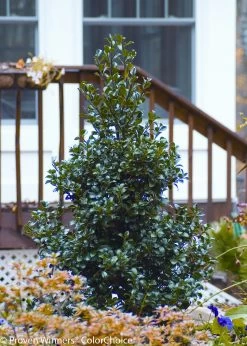 Castle Spire® Blue Holly -Garden Plant Store Castle Spire Blue Holly By the Deck 15985.1523140400