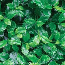 Castle Spire® Blue Holly