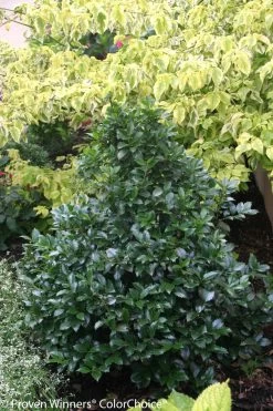 Castle Spire® Blue Holly -Garden Plant Store Castle Spire Blue Holly Shrub Pruned 69134.1523140419