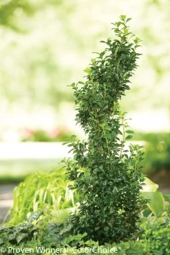 Castle Spire® Blue Holly -Garden Plant Store Castle Spire Blue Holly Topiary 05845.1523140371