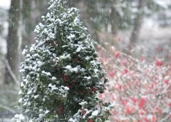 Castle Spire® Blue Holly -Garden Plant Store Castle Spire Blue Holly in Winter Covered in Snow 64155.1523140391