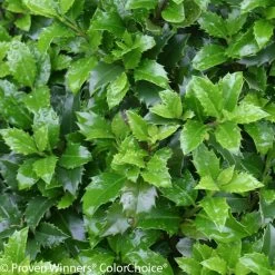 Castle Wall® Blue Holly