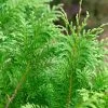 Cedar Rapids™ False Cypress -Garden Plant Store Cedar Rapids False Cypress Growing 51759.1675084700