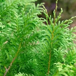 Cedar Rapids™ False Cypress