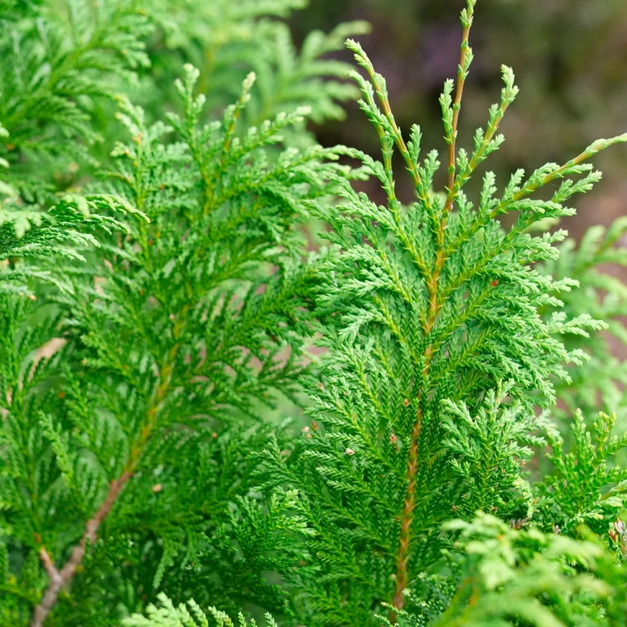 Cedar Rapids™ False Cypress 3 Cedar Rapids™ False Cypress