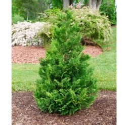 Garden Plant Store -Garden Plant Store Cedar Rapids False Cypress Growing in the Yard 39560.1675084728