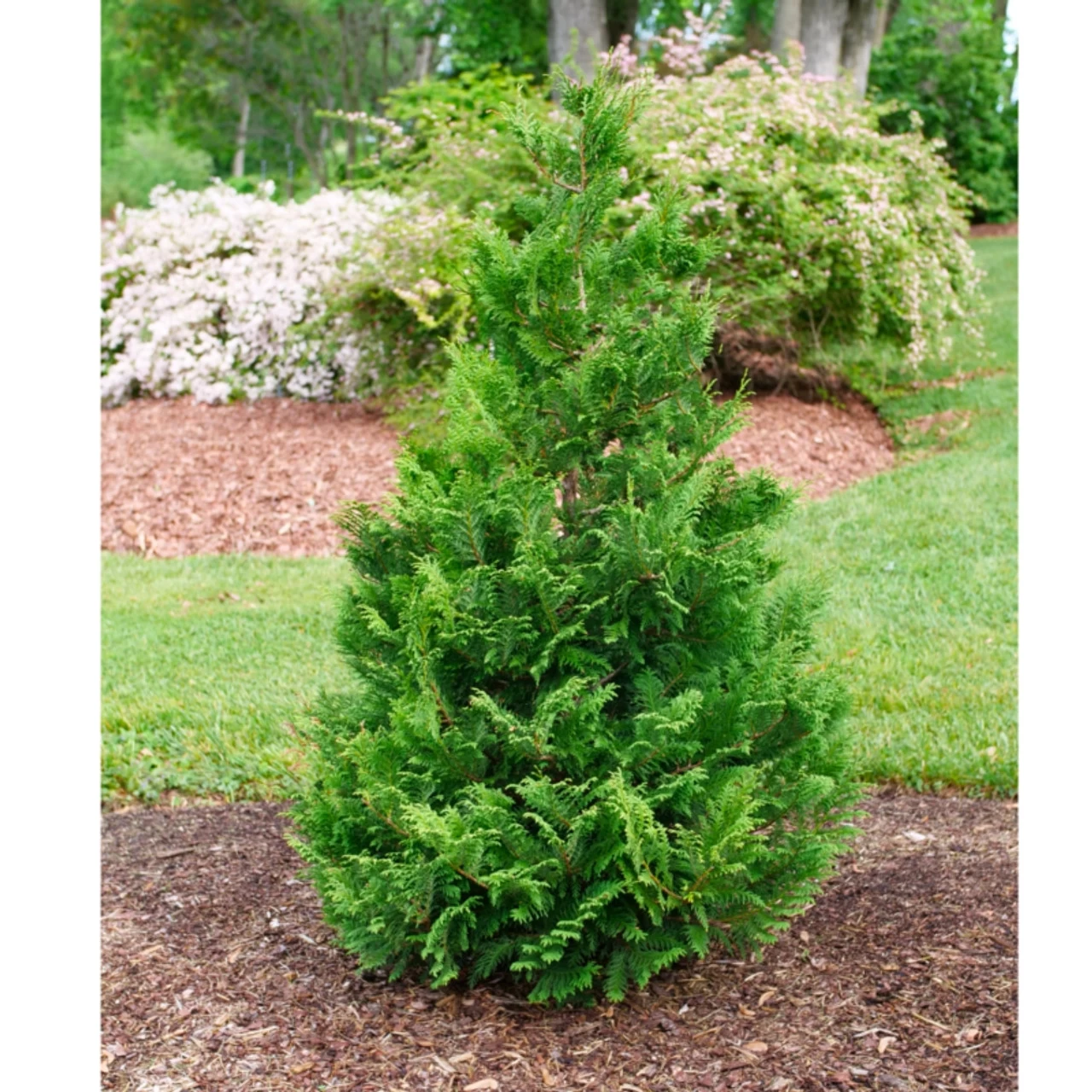 Cedar Rapids™ False Cypress 4 Cedar Rapids™ False Cypress - Image 2