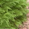Celtic Pride® Siberian Cypress -Garden Plant Store Celtic Pride Siberian Cypress Green Foliage Up Close c 53848.1549755038