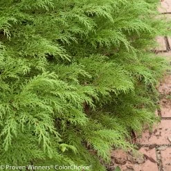Celtic Pride® Siberian Cypress