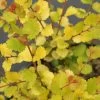 Cesky Gold® Dwarf Birch -Garden Plant Store Cesky Gold Dwarf Birch with Yellow Foliage c 21601.1549755030