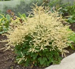 Chantilly Lace Goatsbeard -Garden Plant Store Chantilly Lace Goatsbeard Blooming 1 17126.1551416726