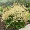 Chantilly Lace Goatsbeard -Garden Plant Store Chantilly Lace Goatsbeard Blooming 55654.1615566028