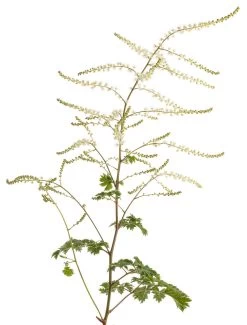 Chantilly Lace Goatsbeard -Garden Plant Store Chantilly Lace Goatsbeard Blooms Up Close 16988.1551233926