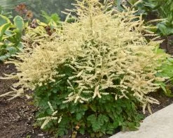 Chantilly Lace Goatsbeard -Garden Plant Store Chantilly Lace Goatsbeard By The Garden Path 97443.1551233930