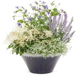 Chantilly Lace Goatsbeard -Garden Plant Store Chantilly Lace Goatsbeard in Container with other plants 72795.1551416726