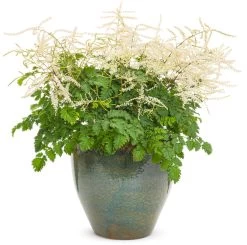 Chantilly Lace Goatsbeard -Garden Plant Store Chantilly Lace Goatsbeard in Pot 51818.1551233943