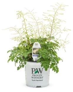 Chantilly Lace Goatsbeard -Garden Plant Store Chantilly Lace Goatsbeard in Proven Winners Pot 96974.1615565945