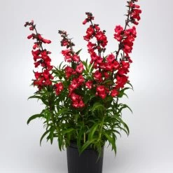 Cherry Sparks Penstemon -Garden Plant Store Cherry Sparks Penstemon Flowering 30636.1675075833