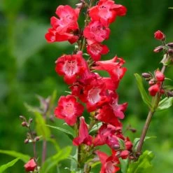 Cherry Sparks Penstemon