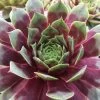 Chick Charms® Watermelon Ripple Hens & Chicks -Garden Plant Store Chick Charms Watermelon Ripple Sempervivum Main 51218.1553999107