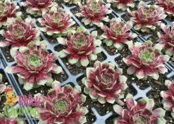 Chick Charms® Watermelon Ripple Hens & Chicks -Garden Plant Store Chick Charms Watermelon Ripple Sempervivum in Pots 49539.1553999130