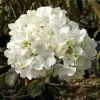 Chinese Snowball Viburnum -Garden Plant Store Chinese Snowball Viburnum Flower 41456.1615994242