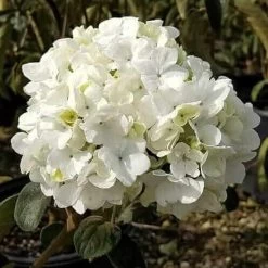 Chinese Snowball Viburnum