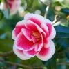 Christmas Carol™ Camellia -Garden Plant Store Christmas Carol Camellia Flower close up 17211.1640600715