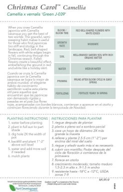 Christmas Carol™ Camellia 10 Christmas Carol™ Camellia -Garden Plant Store Christmas Carol Camellia Plant Care 60264.1640600735