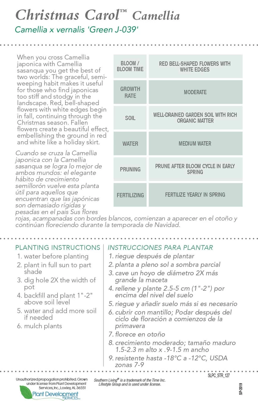 Christmas Carol™ Camellia 6 Christmas Carol™ Camellia - Image 4