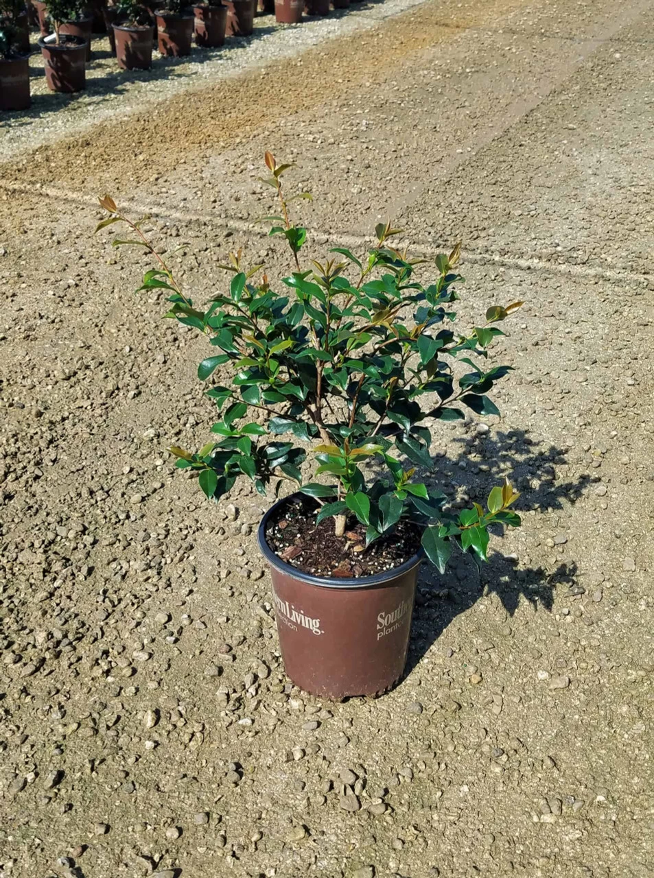 Christmas Carol™ Camellia 4 Christmas Carol™ Camellia - Image 2