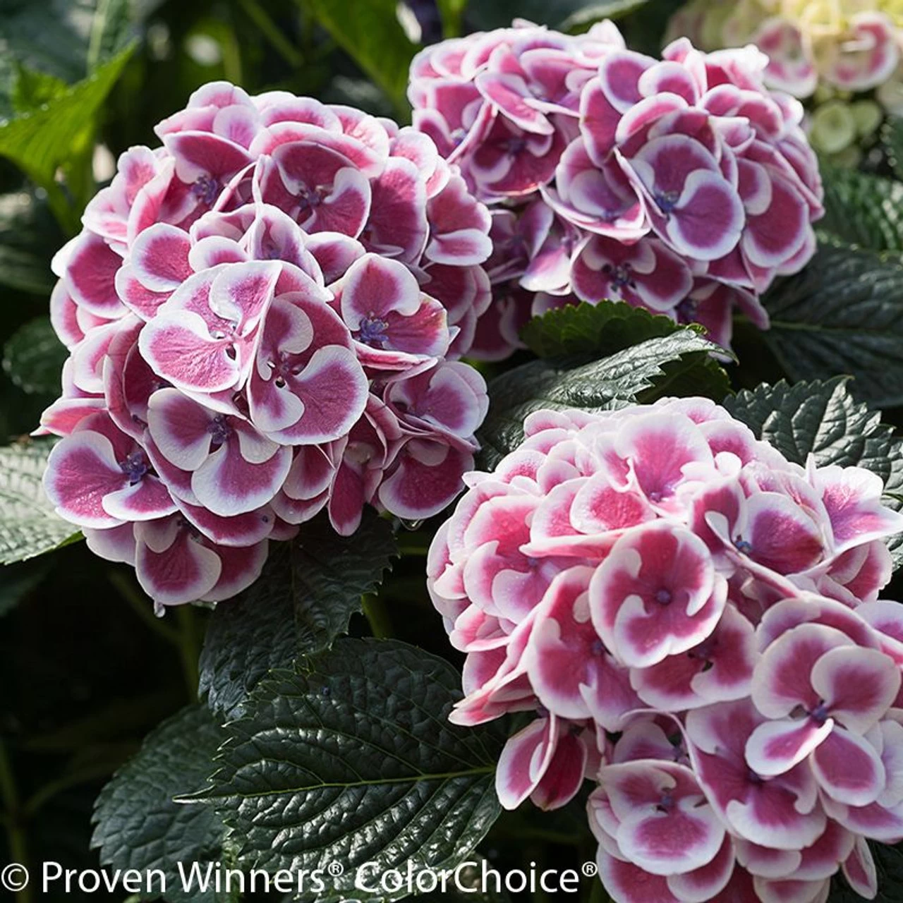 Cityline® Mars Hydrangea 3 Cityline® Mars Hydrangea